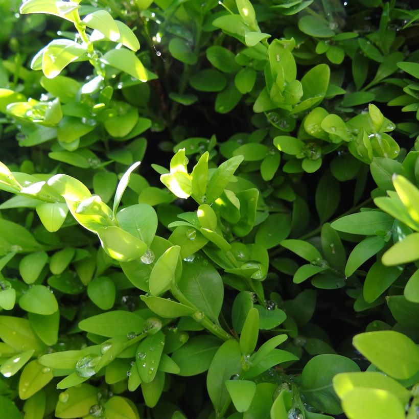 Buxus sempervirens Arborescent - Buschbaum (Foliage)
