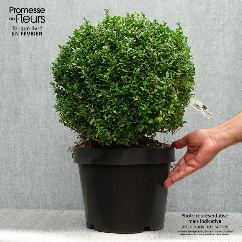 Example of Buxus sempervirens Arborescent - Buschbaum Topf mit 7,5L/10L as you get in automne