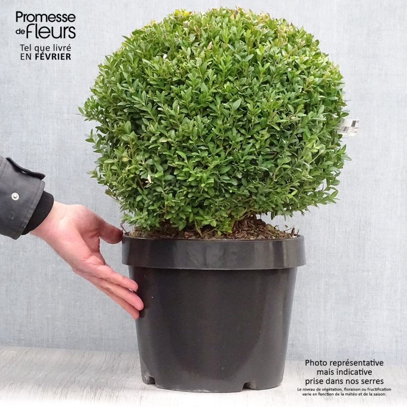 Exemplar von Buxus sempervirens Arborescent - Buschbaum Topf mit 7,5L/10L wie im Winter geliefert