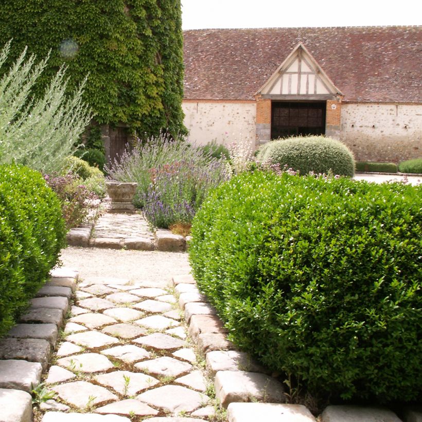 Buxus sempervirens Arborescent - Buschbaum (Plant habit)