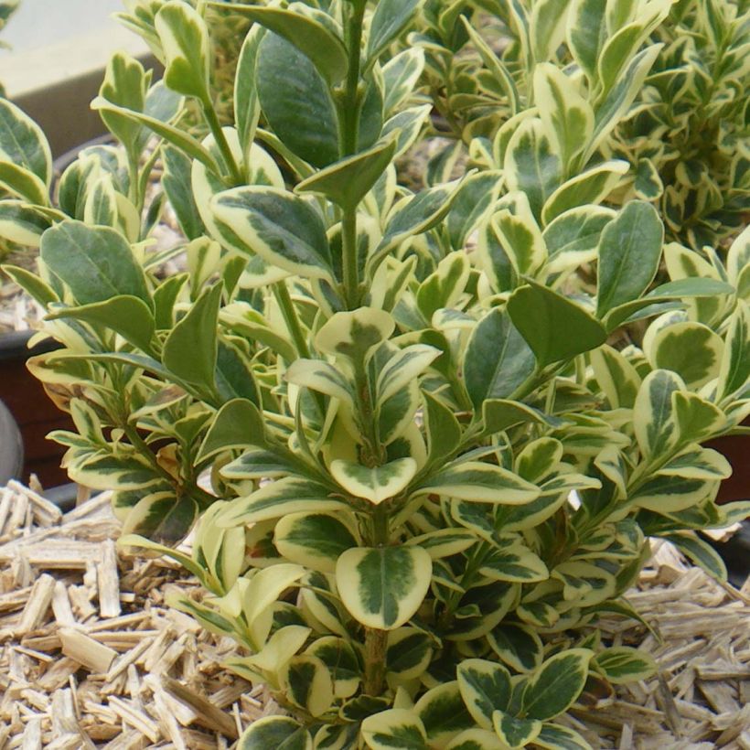 Buxus sempervirens Elegans - Buschbaum (Plant habit)