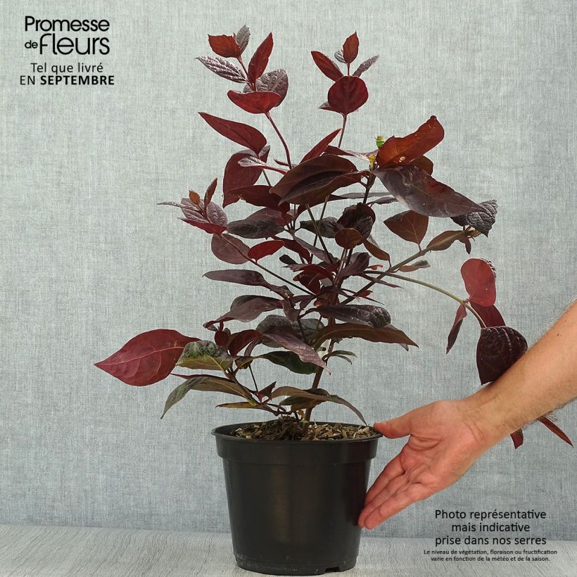 Example of Calycanthus floridus var purpureus Burgundy Spice - Echter Gewürzstrauch Topf mit 4L/5L as you get in automne