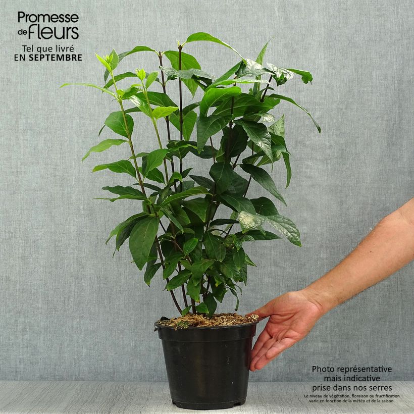Example of Calycanthus floridus Michael Lindsay - Echter Gewürzstrauch Topf mit 4L/5L as you get in automne