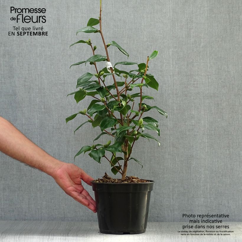 Example of Camellia de Higo Fuji - Japanische Kamelie Topf mit 4L/5L as you get in automne