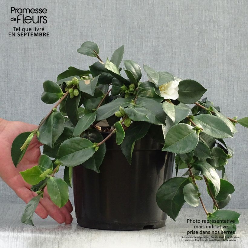 Example of Camellia sasanqua Waterfall White - Herbstblühende Kamelie Topf mit 4L/5L as you get in automne