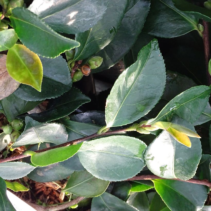 Camellia sasanqua Waterfall White - Herbstblühende Kamelie (Foliage)