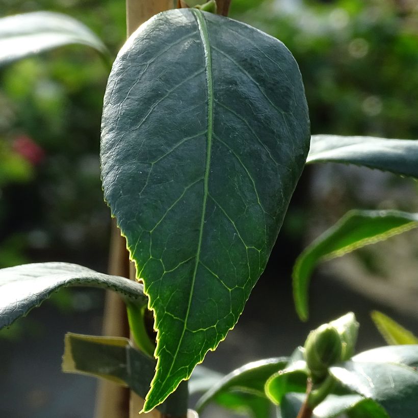 Camellia williamsii Tulip Time - Kamelie (Foliage)