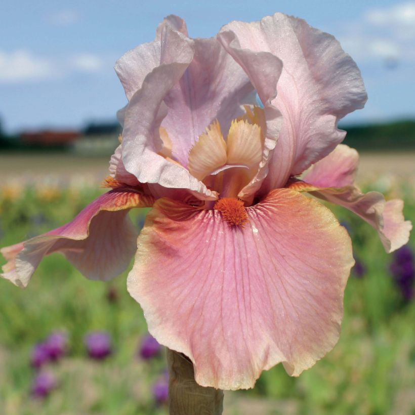 Iris Cameo wine - Schwertlilie (Flowering)