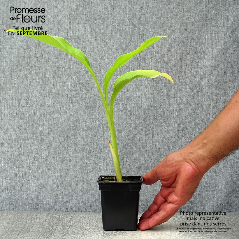 Example of Canna edulis - Blumenrohr Kleine Töpfe von 7/8 cm as you get in automne