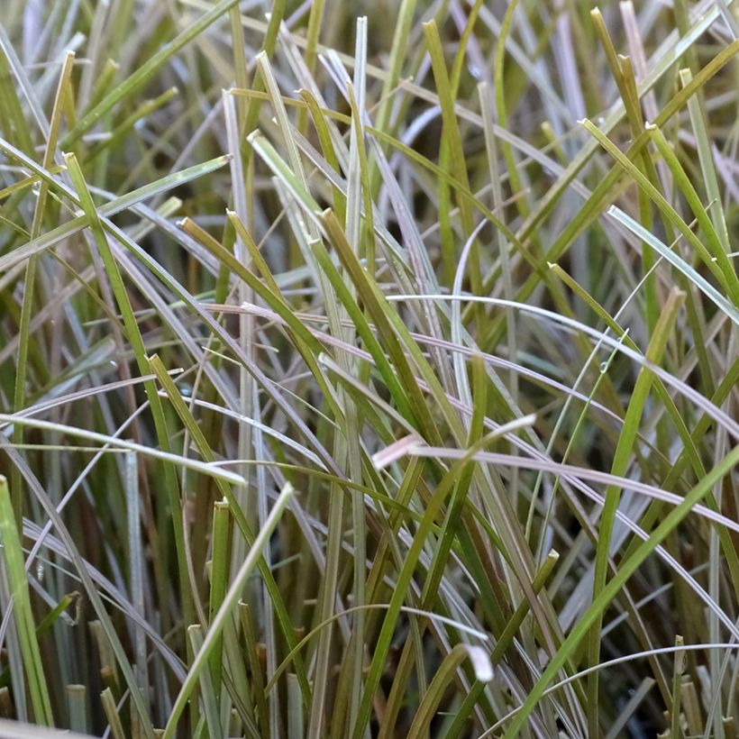 Carex flagellifera Bronzita - Peitschentragende Segge (Foliage)