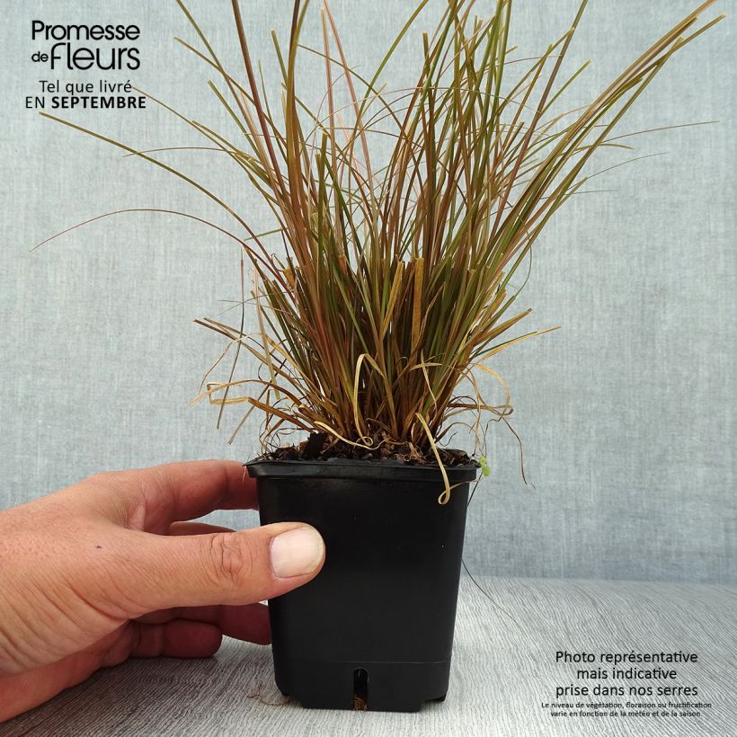 Example of Carex flagellifera Bronzita - Peitschentragende Segge Kleine Töpfe von 8/9 cm as you get in automne