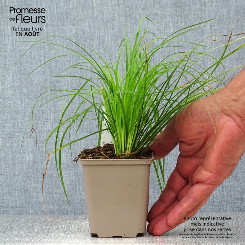 Example of Carex montana - Berg-Segge Kleine Töpfe von 8/9 cm as you get in ete