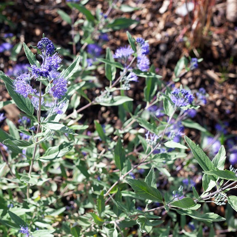 Bartblume Dark Knight - Caryopteris clandonensis (Flowering)