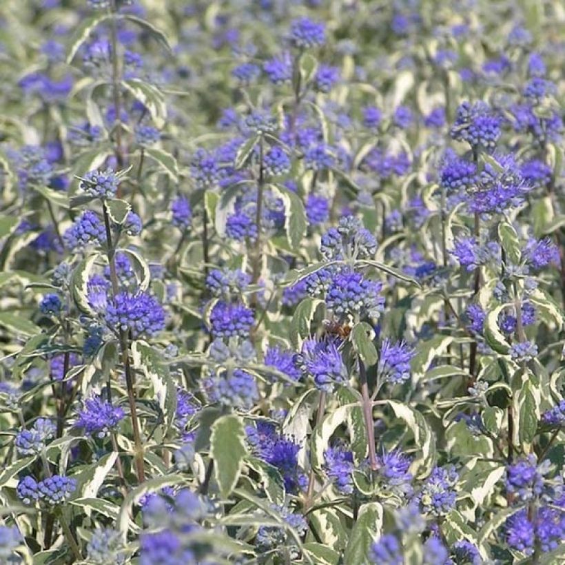 Bartblume White Surprise - Caryopteris clandonensis (Flowering)