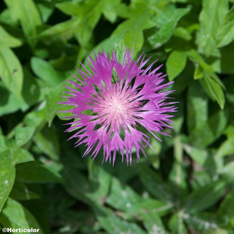 Centaurea pulcherrima - Silber-Flockenblume (Flowering)