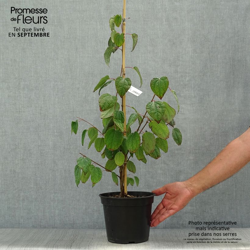 Example of Japanischer Kuchenbaum Glowball - Cercidiphyllum japonicum Topf mit 4L/5L as you get in automne