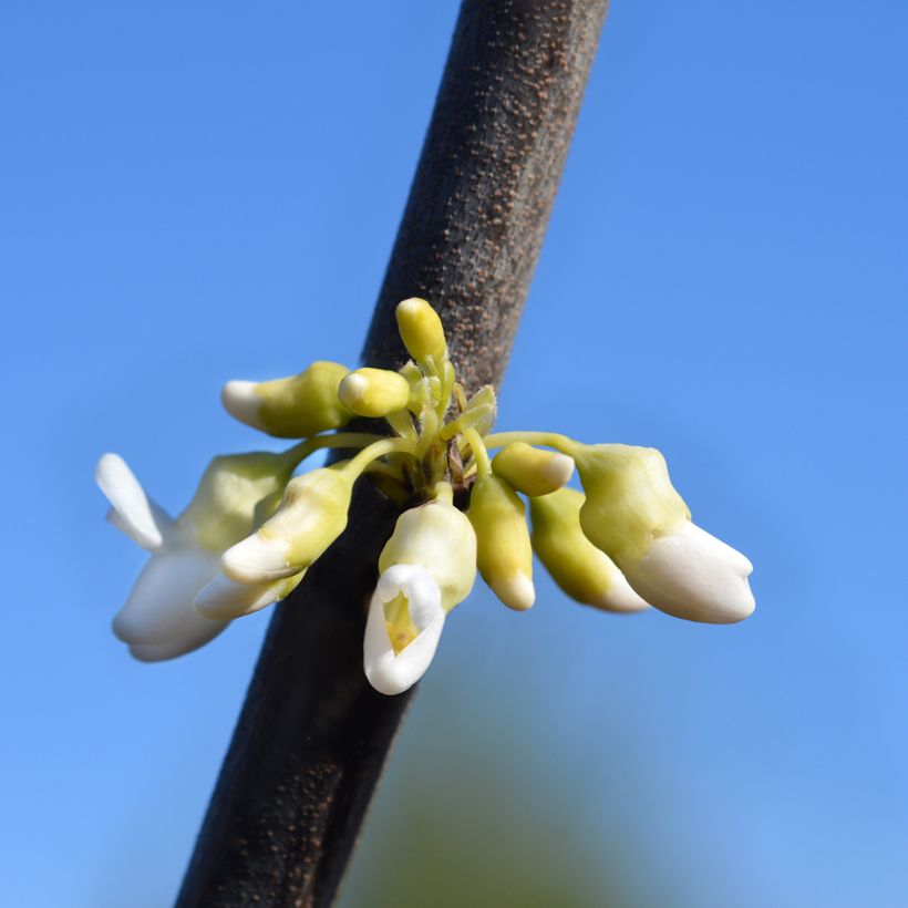 Kanadischer Judasbaum Texas White - Cercis canadensis (Flowering)