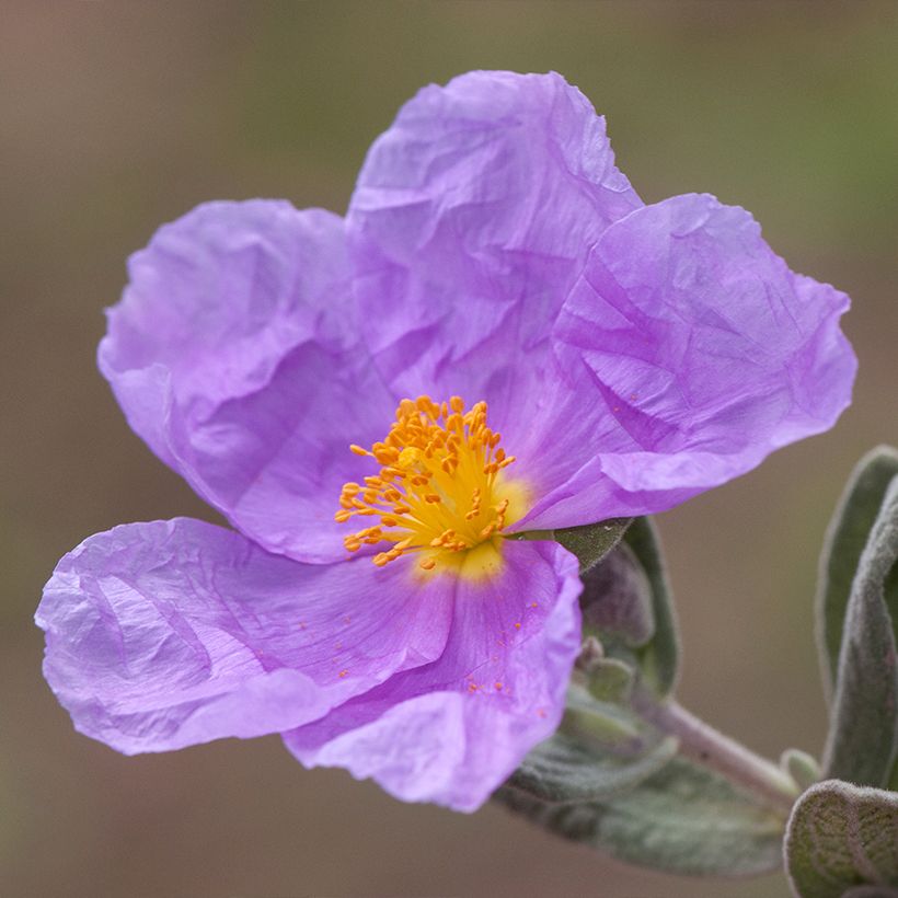 Weißliche Zistrose - Cistus albidus (Flowering)