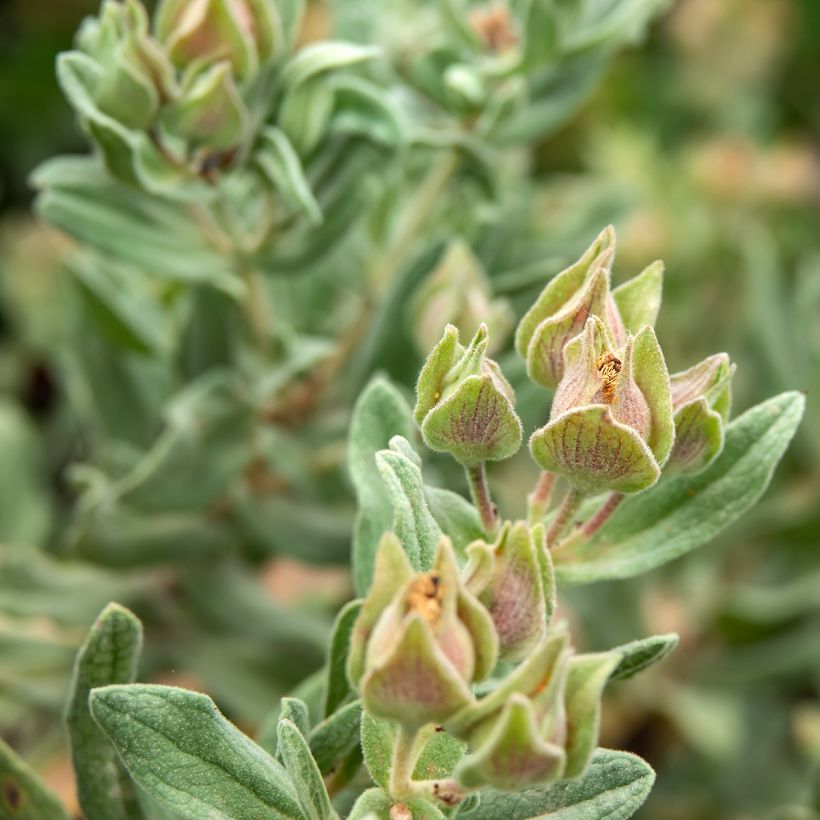 Weißliche Zistrose - Cistus albidus (Foliage)