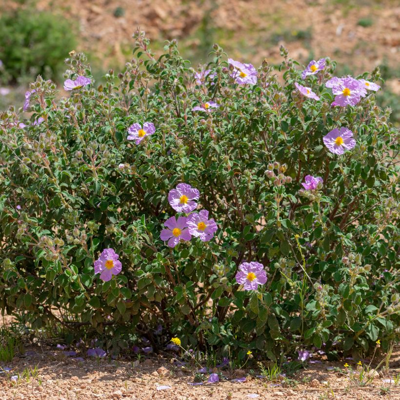 Weißliche Zistrose - Cistus albidus (Plant habit)