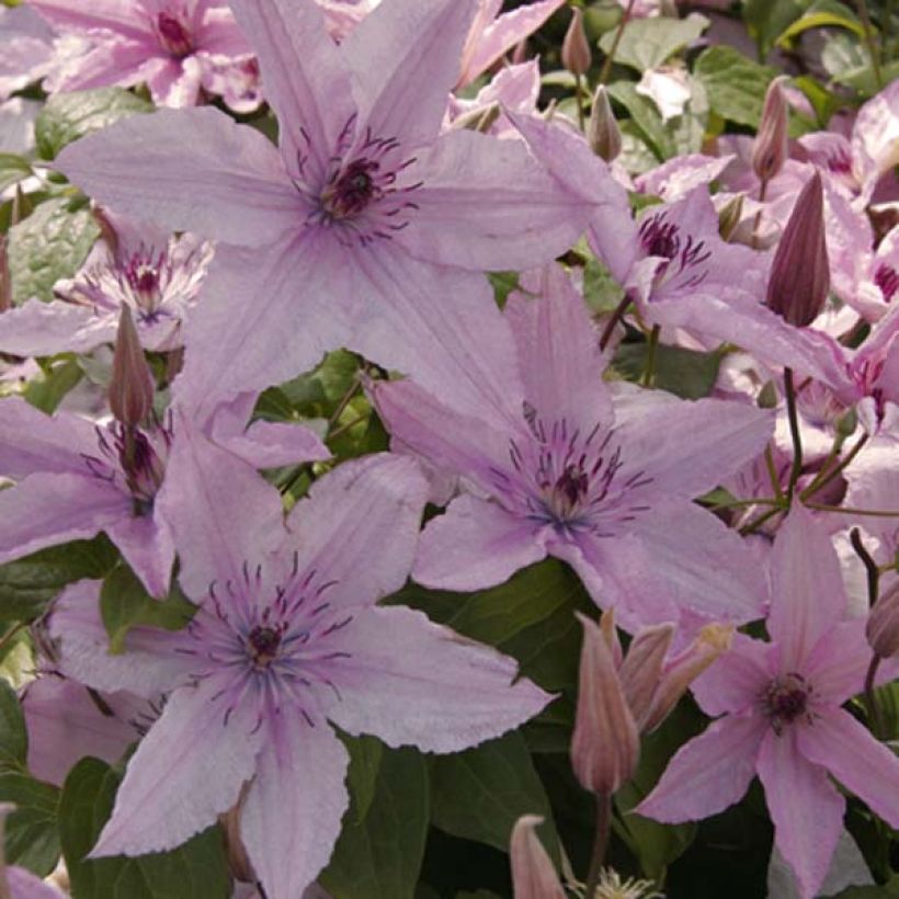 Waldrebe Hagley hybride - Clematis (Flowering)