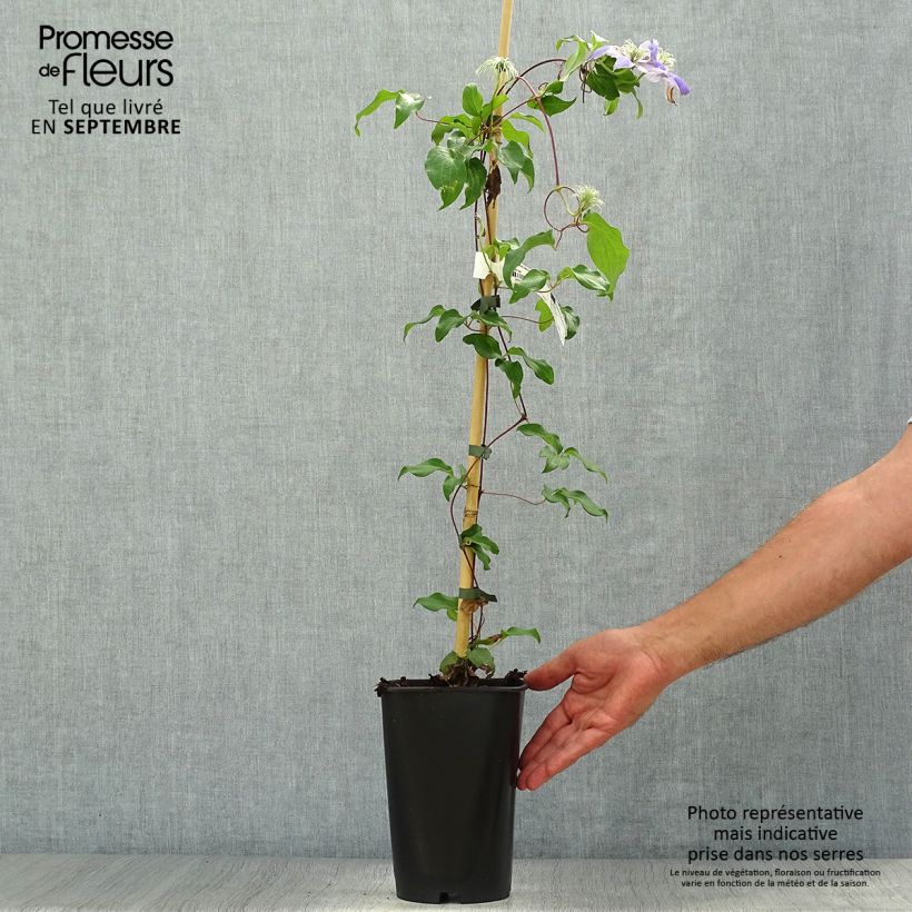 Example of Waldrebe Lasurstern - Clematis Topf mit 1,5L/2L as you get in automne