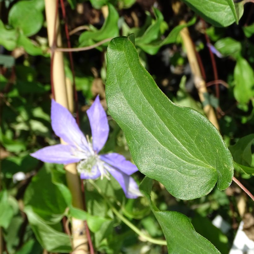 Waldrebe Lasurstern - Clematis (Foliage)