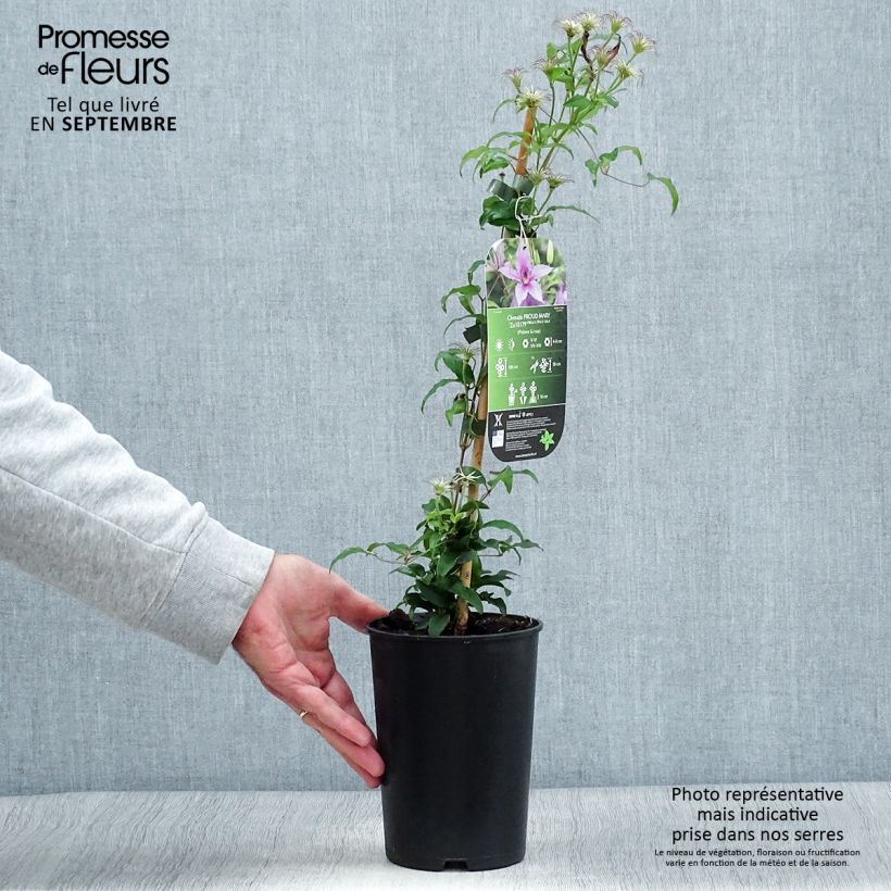 Example of Waldrebe Proud Mary - Clematis Topf mit 2L/3L as you get in automne