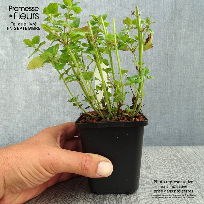 Example of Clinopodium vulgare - Borstige Bergminze Kleine Töpfe von 8/9 cm as you get in automne