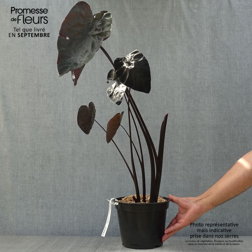 Example of Colocasia Painted Black Gecko - Taro Topf mit 4L/5L as you get in automne