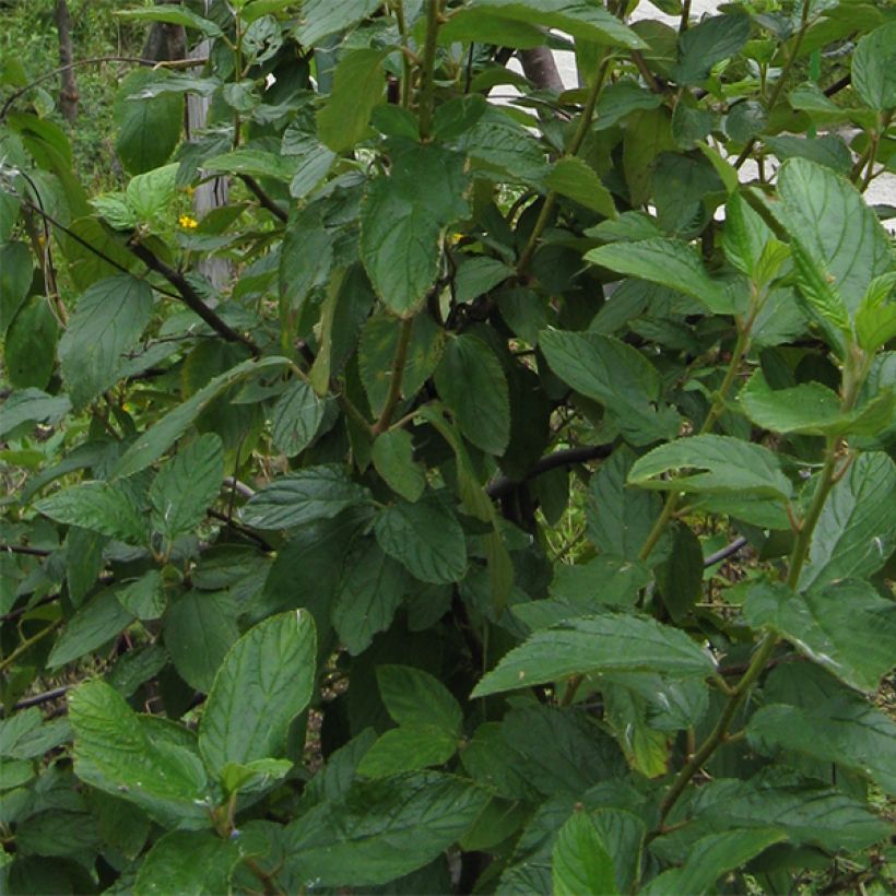 Säckelblume Marie Blue - Ceanothus pallidus (Foliage)