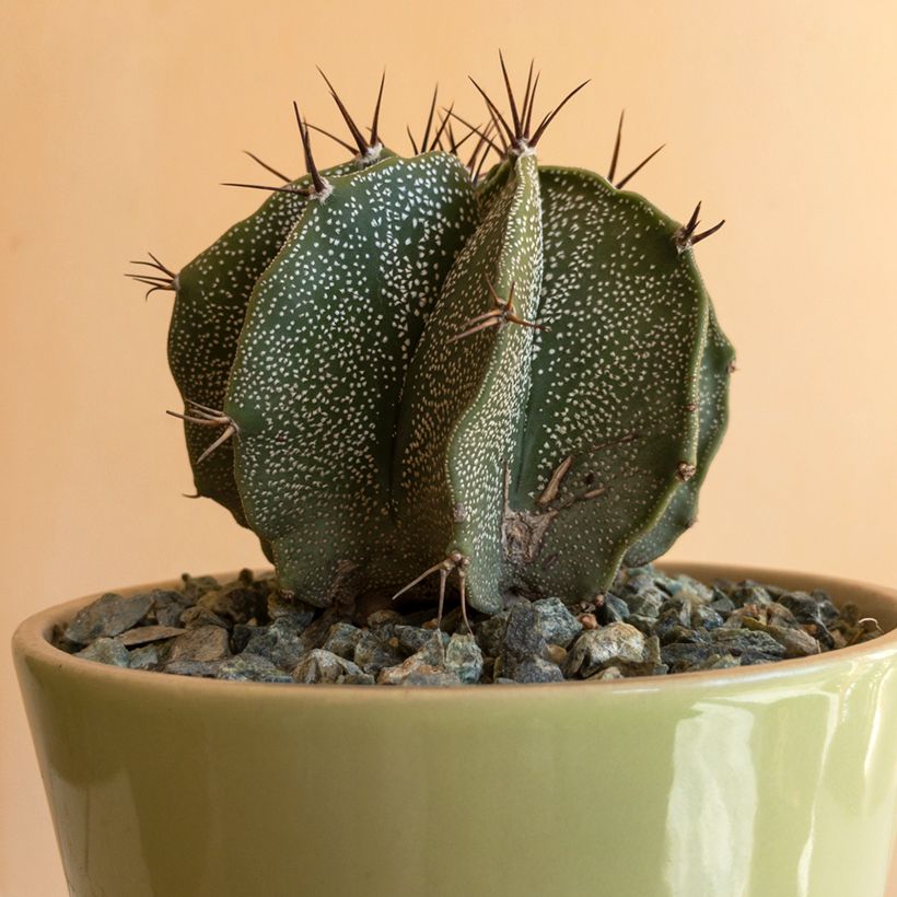 Kaktus - Astrophytum ornatum (Foliage)