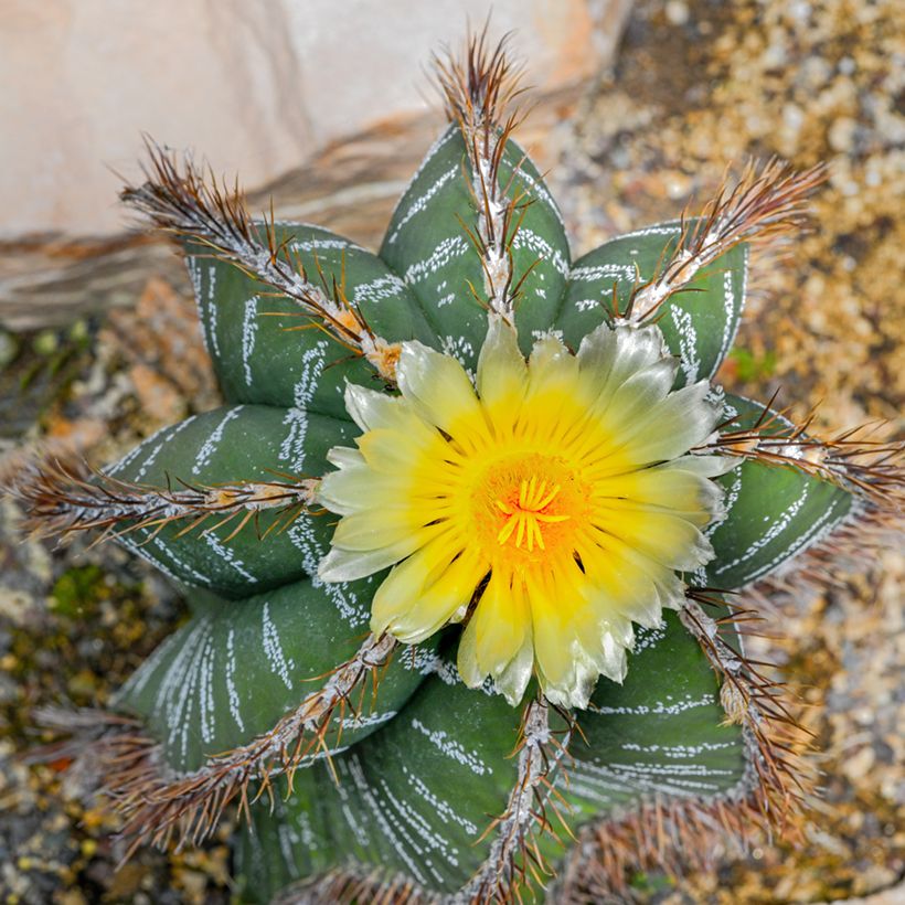 Kaktus - Astrophytum ornatum (Flowering)