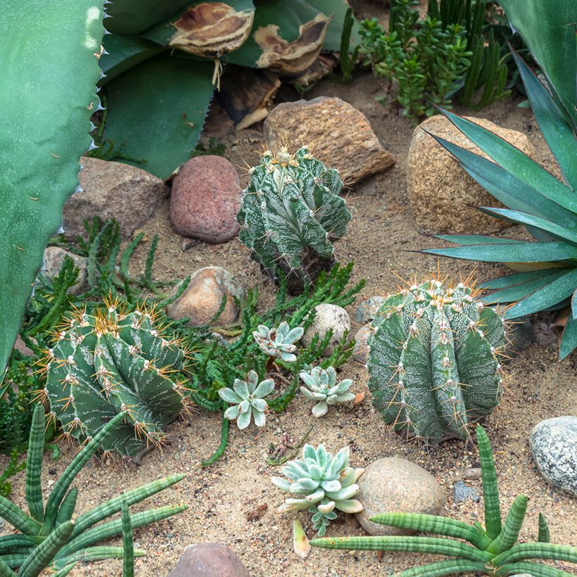 Kaktus - Astrophytum ornatum (Plant habit)