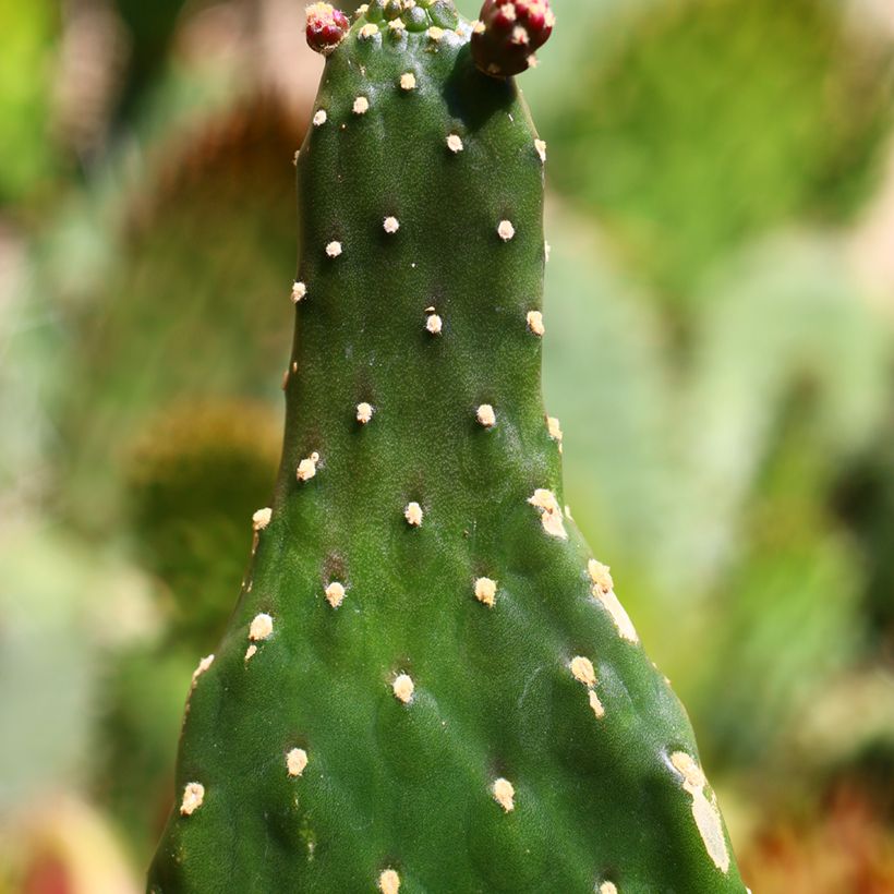 Kaktus - Consolea rubescens (Foliage)