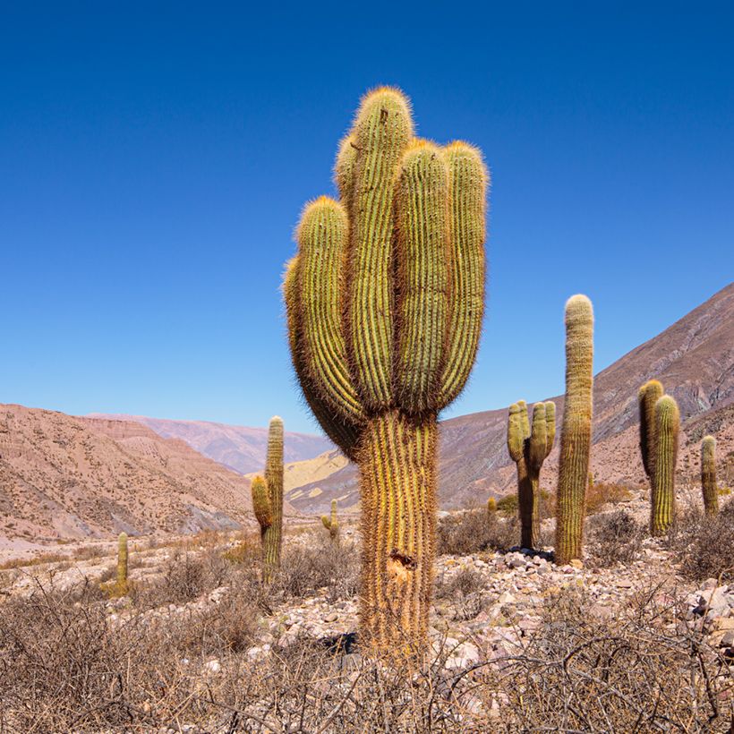 Echinopsis pasacana - Stangenkaktus (Hafen)