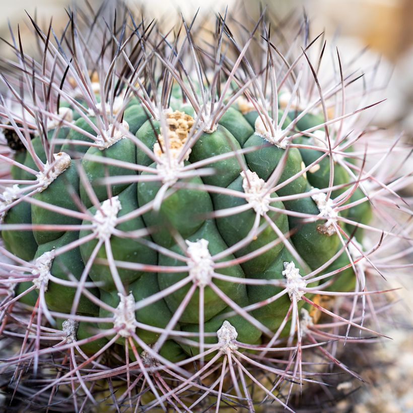 Kaktus - Gymnocalycium saglionis (Laub)
