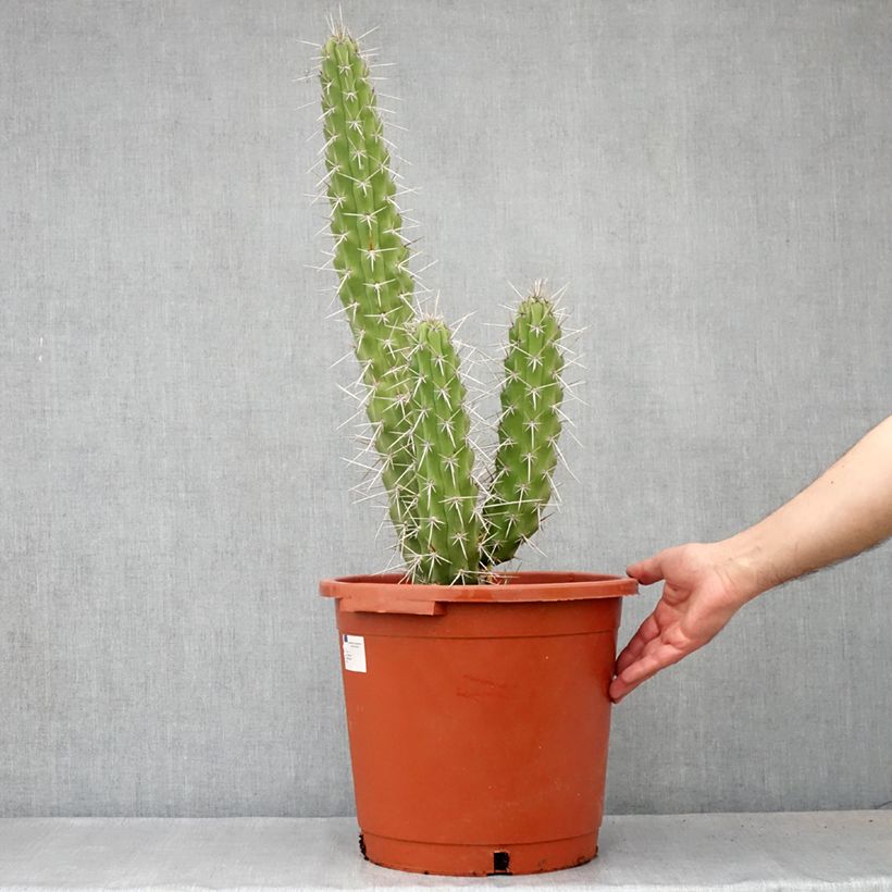 Example of Kaktus - Harrisia tetracantha Topf mit 12L/15L as you get in automne
