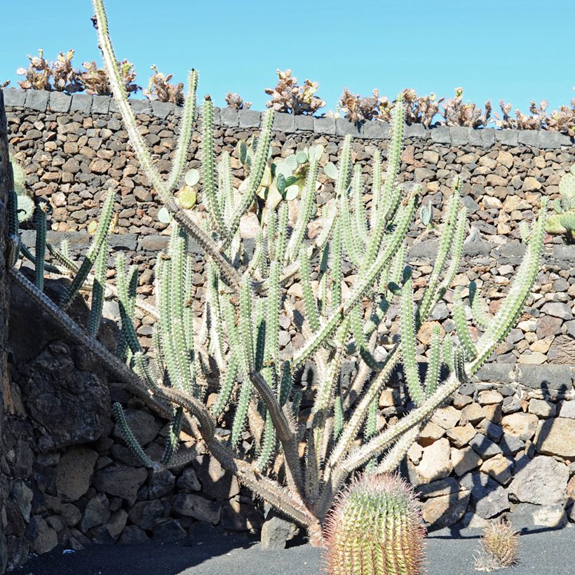 Kaktus - Harrisia tetracantha (Plant habit)
