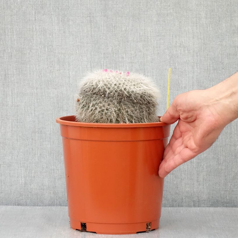 Example of Kaktus - Mammillaria hahniana Topf mit 4L/5L as you get in automne