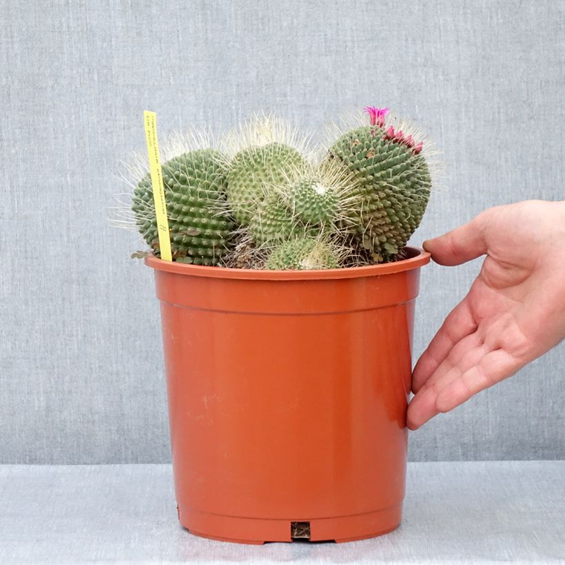 Example of Kaktus - Mammillaria Un Pico Topf mit 4L/5L as you get in ete
