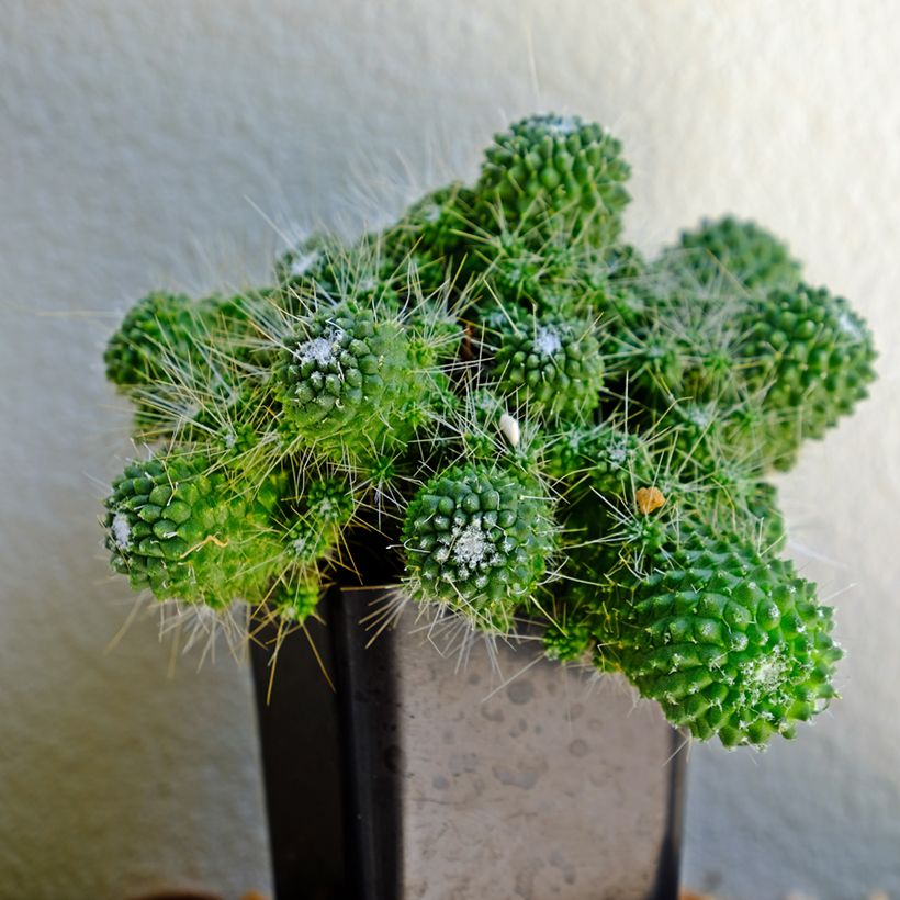 Kaktus - Mammillaria Un Pico (Plant habit)