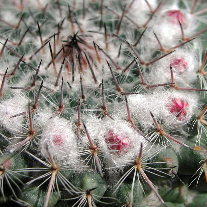 Kaktus - Mammillaria compressa (Foliage)