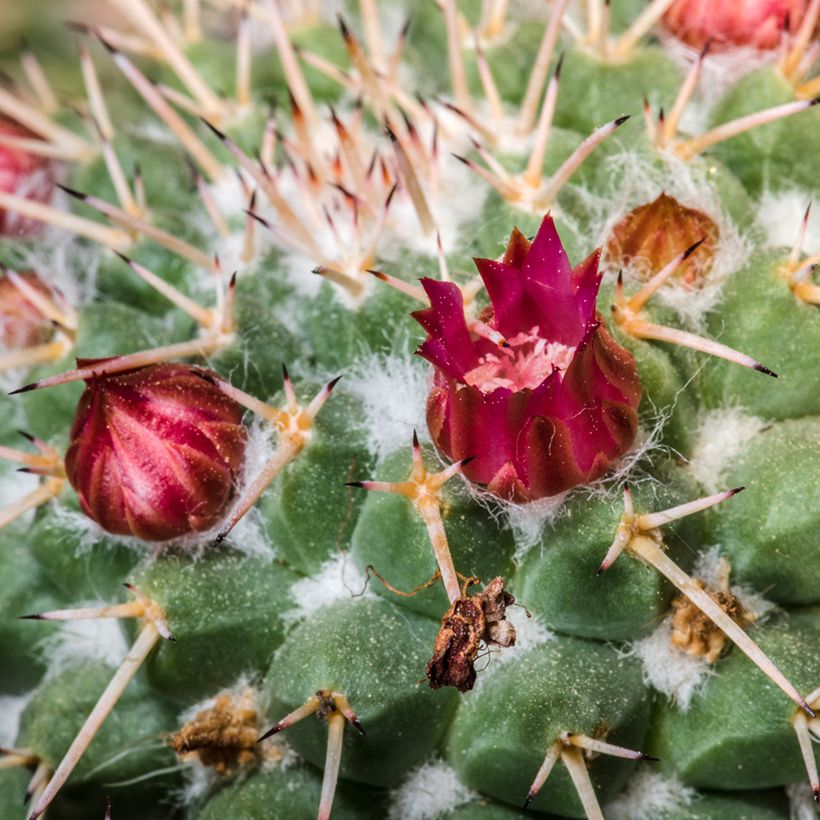 Kaktus - Mammillaria compressa (Flowering)