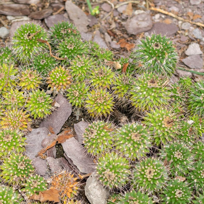 Kaktus - Mammillaria compressa (Plant habit)