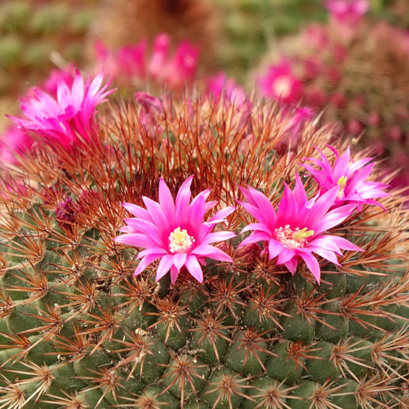Kaktus - Mammillaria ernestii var. rubrispina (Flowering)