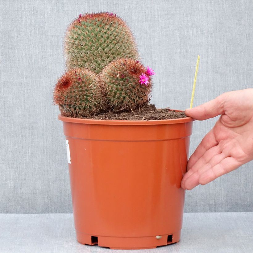Example of Kaktus - Mammillaria ernestii var. rubrispina Topf mit 4L/5L as you get in automne