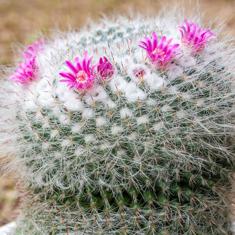 Kaktus - Mammillaria hahniana (Flowering)