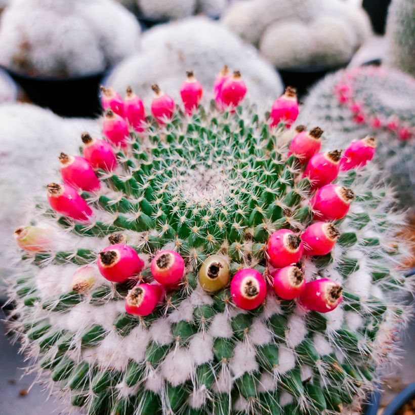 Kaktus - Mammillaria hahniana (Harvest)