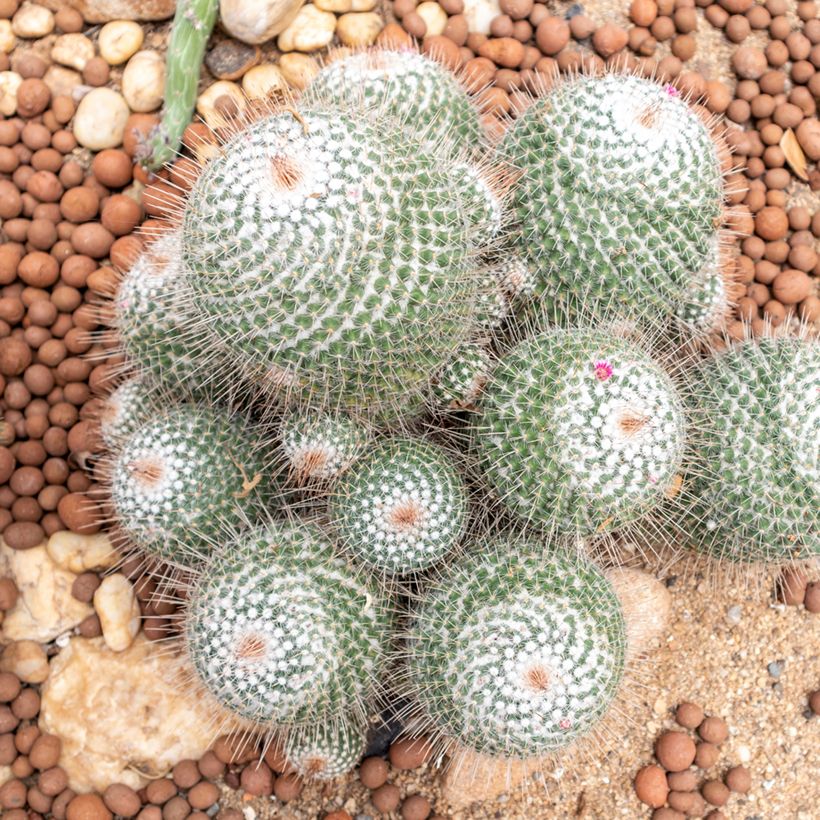 Kaktus - Mammillaria hahniana (Plant habit)